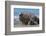 RF - Southern elephant seal male and female, Valdes, Patagonia Argentina-Gabriel Rojo-Framed Photographic Print