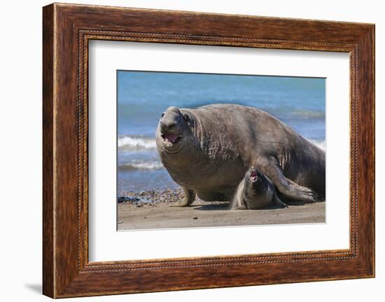 RF - Southern elephant seal male and female, Valdes, Patagonia Argentina-Gabriel Rojo-Framed Photographic Print