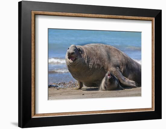 RF - Southern elephant seal male and female, Valdes, Patagonia Argentina-Gabriel Rojo-Framed Photographic Print