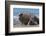 RF - Southern elephant seal male and female, Valdes, Patagonia Argentina-Gabriel Rojo-Framed Photographic Print