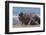 RF - Southern elephant seal male and female, Valdes, Patagonia Argentina-Gabriel Rojo-Framed Photographic Print