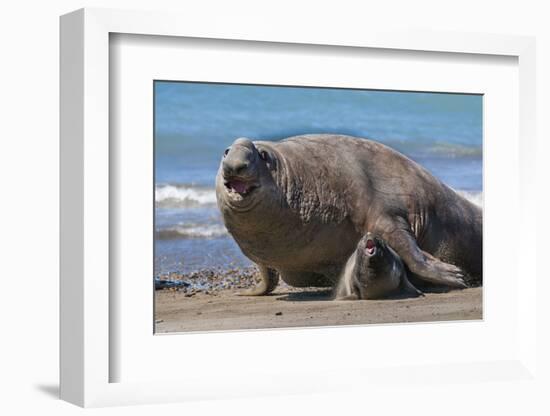 RF - Southern elephant seal male and female, Valdes, Patagonia Argentina-Gabriel Rojo-Framed Photographic Print