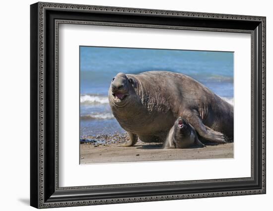RF - Southern elephant seal male and female, Valdes, Patagonia Argentina-Gabriel Rojo-Framed Photographic Print