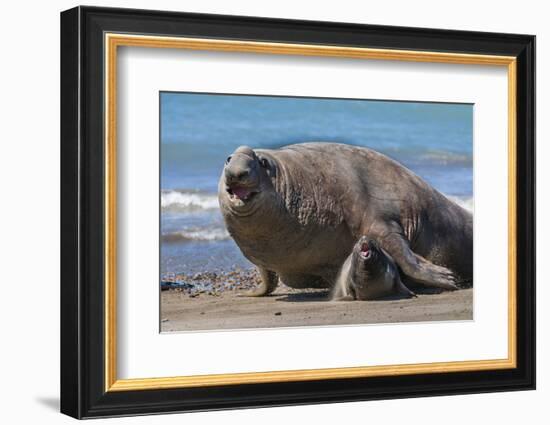 RF - Southern elephant seal male and female, Valdes, Patagonia Argentina-Gabriel Rojo-Framed Photographic Print