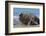 RF - Southern elephant seal male and female, Valdes, Patagonia Argentina-Gabriel Rojo-Framed Photographic Print