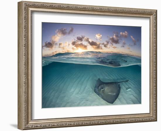 RF - Southern stingray swimming over sand in shallow water at dawn, Cayman Islands-Alex Mustard-Framed Photographic Print