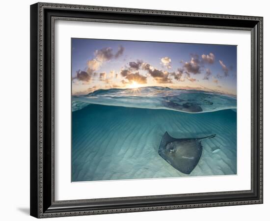 RF - Southern stingray swimming over sand in shallow water at dawn, Cayman Islands-Alex Mustard-Framed Photographic Print