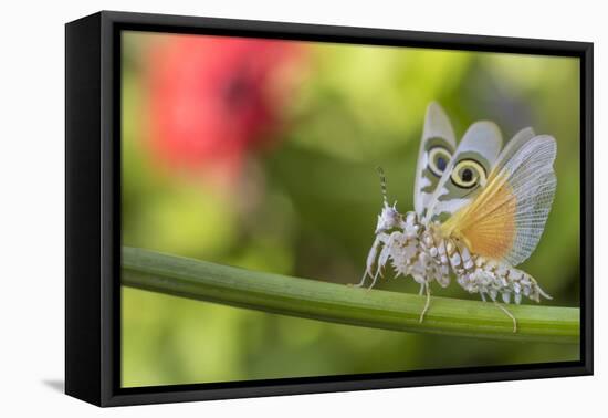 RF - Spiny flower mantis wings spread in defensive posture, occurs in Africa.-Edwin Giesbers-Framed Premier Image Canvas