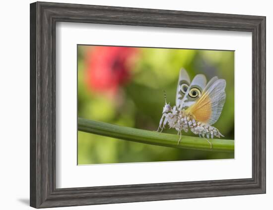 RF - Spiny flower mantis wings spread in defensive posture, occurs in Africa.-Edwin Giesbers-Framed Photographic Print