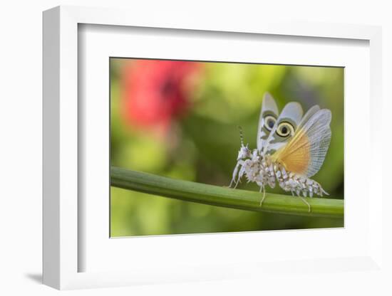 RF - Spiny flower mantis wings spread in defensive posture, occurs in Africa.-Edwin Giesbers-Framed Photographic Print