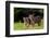 Rf- Sumatran Tiger (Panthera Tigris Sumatrae) With Cub, Aged Four Months, Captive-Edwin Giesbers-Framed Photographic Print