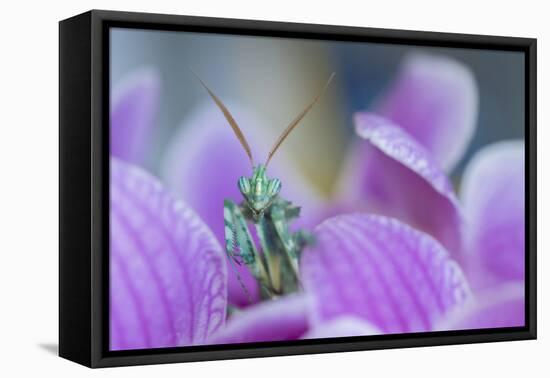 RF - Thistle Mantis among petals, captive, occurs in  North Africa and the Canary Islands-Edwin Giesbers-Framed Premier Image Canvas