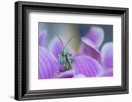 RF - Thistle Mantis among petals, captive, occurs in  North Africa and the Canary Islands-Edwin Giesbers-Framed Photographic Print