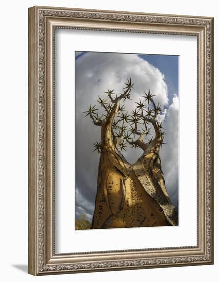 RF - View up Quiver tree (Aloidendron dichotomum), Western Cape, South Africa-Chris Mattison-Framed Photographic Print