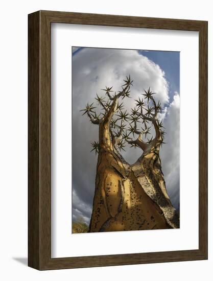 RF - View up Quiver tree (Aloidendron dichotomum), Western Cape, South Africa-Chris Mattison-Framed Photographic Print