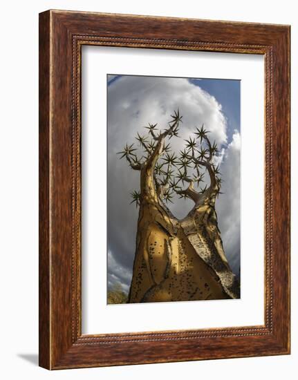 RF - View up Quiver tree (Aloidendron dichotomum), Western Cape, South Africa-Chris Mattison-Framed Photographic Print