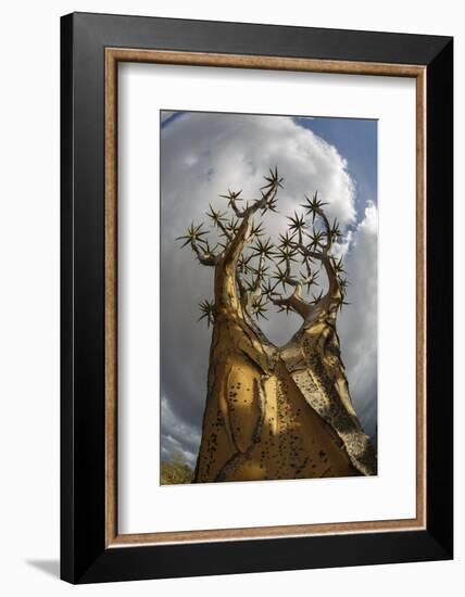 RF - View up Quiver tree (Aloidendron dichotomum), Western Cape, South Africa-Chris Mattison-Framed Photographic Print