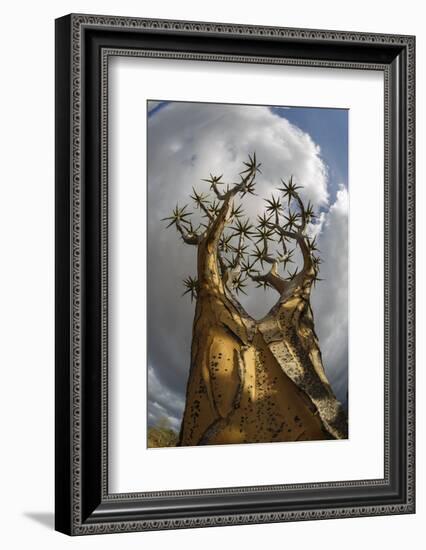 RF - View up Quiver tree (Aloidendron dichotomum), Western Cape, South Africa-Chris Mattison-Framed Photographic Print