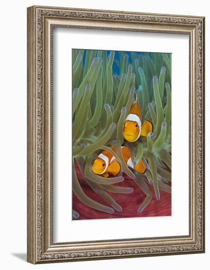 Rf- Western Clownfish (Amphiprion Oceallaris) In Magnificent Sea Anemone (Heteractis Magnifica)-Alex Mustard-Framed Photographic Print