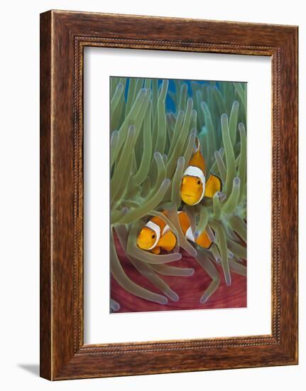 Rf- Western Clownfish (Amphiprion Oceallaris) In Magnificent Sea Anemone (Heteractis Magnifica)-Alex Mustard-Framed Photographic Print