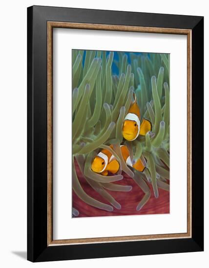 Rf- Western Clownfish (Amphiprion Oceallaris) In Magnificent Sea Anemone (Heteractis Magnifica)-Alex Mustard-Framed Photographic Print