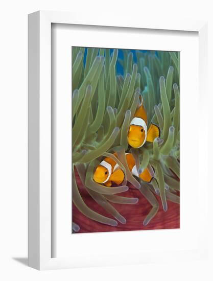 Rf- Western Clownfish (Amphiprion Oceallaris) In Magnificent Sea Anemone (Heteractis Magnifica)-Alex Mustard-Framed Photographic Print