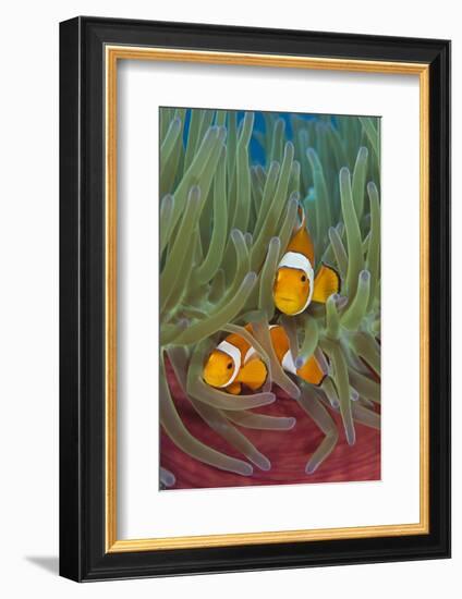 Rf- Western Clownfish (Amphiprion Oceallaris) In Magnificent Sea Anemone (Heteractis Magnifica)-Alex Mustard-Framed Photographic Print