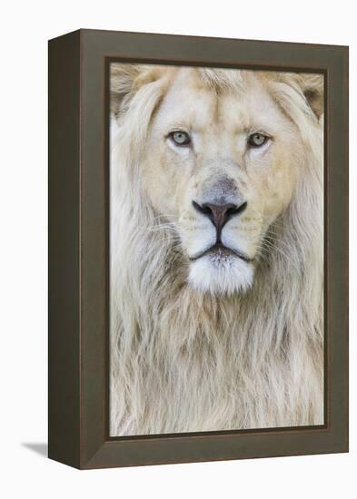 RF - White lion (Panthera leo) male, portrait of head. Captive, Netherlands.-Edwin Giesbers-Framed Premier Image Canvas