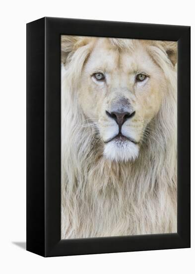 RF - White lion (Panthera leo) male, portrait of head. Captive, Netherlands.-Edwin Giesbers-Framed Premier Image Canvas