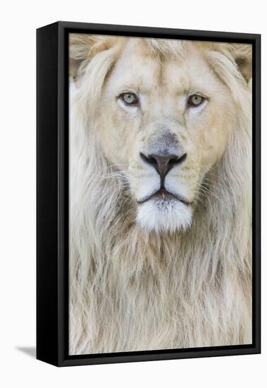 RF - White lion (Panthera leo) male, portrait of head. Captive, Netherlands.-Edwin Giesbers-Framed Premier Image Canvas