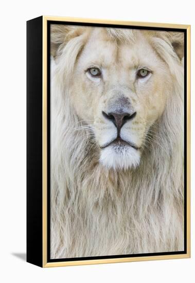 RF - White lion (Panthera leo) male, portrait of head. Captive, Netherlands.-Edwin Giesbers-Framed Premier Image Canvas