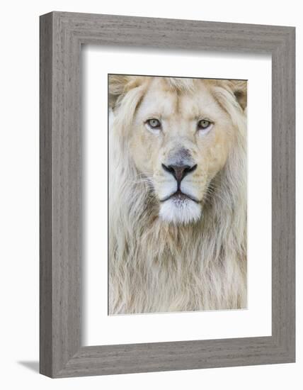 RF - White lion (Panthera leo) male, portrait of head. Captive, Netherlands.-Edwin Giesbers-Framed Photographic Print