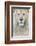 RF - White lion (Panthera leo) male, portrait of head. Captive, Netherlands.-Edwin Giesbers-Framed Photographic Print