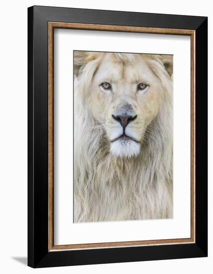 RF - White lion (Panthera leo) male, portrait of head. Captive, Netherlands.-Edwin Giesbers-Framed Photographic Print