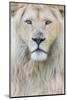 RF - White lion (Panthera leo) male, portrait of head. Captive, Netherlands.-Edwin Giesbers-Mounted Photographic Print