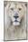 RF - White lion (Panthera leo) male, portrait of head. Captive, Netherlands.-Edwin Giesbers-Mounted Photographic Print