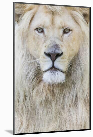 RF - White lion (Panthera leo) male, portrait of head. Captive, Netherlands.-Edwin Giesbers-Mounted Photographic Print