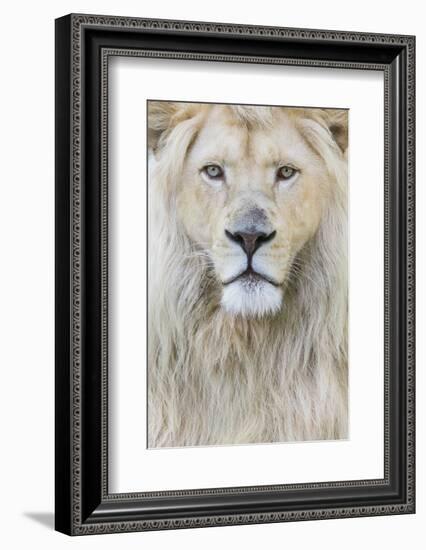 RF - White lion (Panthera leo) male, portrait of head. Captive, Netherlands.-Edwin Giesbers-Framed Photographic Print
