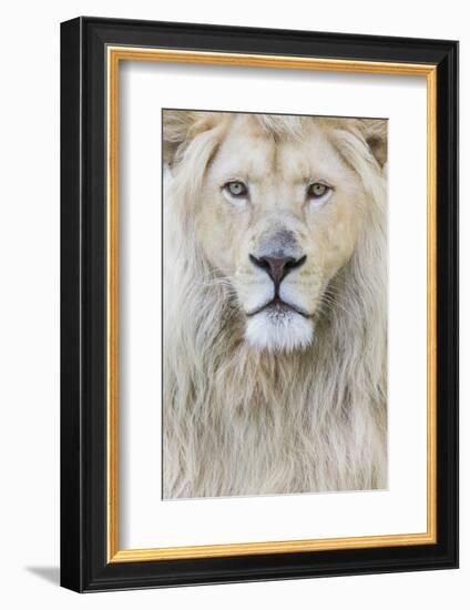 RF - White lion (Panthera leo) male, portrait of head. Captive, Netherlands.-Edwin Giesbers-Framed Photographic Print