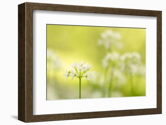 RF - Wild garlic/Ramson flowerts (Allium ursinum) Valency Valley, Boscastle, Cornwall, UK-Ross Hoddinott-Framed Photographic Print