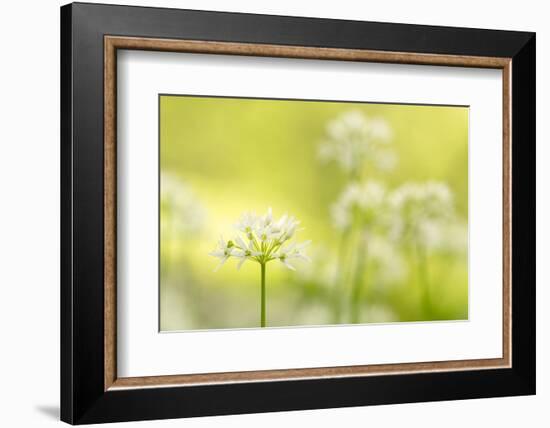 RF - Wild garlic/Ramson flowerts (Allium ursinum) Valency Valley, Boscastle, Cornwall, UK-Ross Hoddinott-Framed Photographic Print