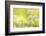 RF - Wild garlic/Ramson flowerts (Allium ursinum) Valency Valley, Boscastle, Cornwall, UK-Ross Hoddinott-Framed Photographic Print