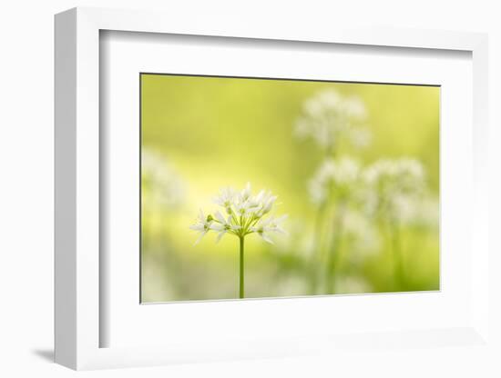 RF - Wild garlic/Ramson flowerts (Allium ursinum) Valency Valley, Boscastle, Cornwall, UK-Ross Hoddinott-Framed Photographic Print