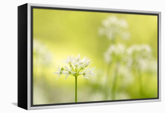 RF - Wild garlic/Ramson flowerts (Allium ursinum) Valency Valley, Boscastle, Cornwall, UK-Ross Hoddinott-Framed Premier Image Canvas