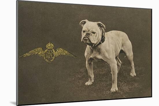 Rfc WW1 Bulldog Postcard-null-Mounted Photographic Print