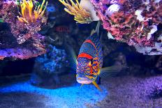 Exotic Colorful Fish among Rocks with Corals on the Bottom in Famous Aquarium of Monaco.-rglinsky-Photographic Print