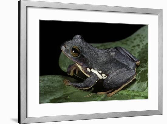 Rhacophorus Dennysi (Chinese Gliding Frog)-Paul Starosta-Framed Photographic Print