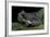 Rhacophorus Dennysi (Chinese Gliding Frog)-Paul Starosta-Framed Photographic Print