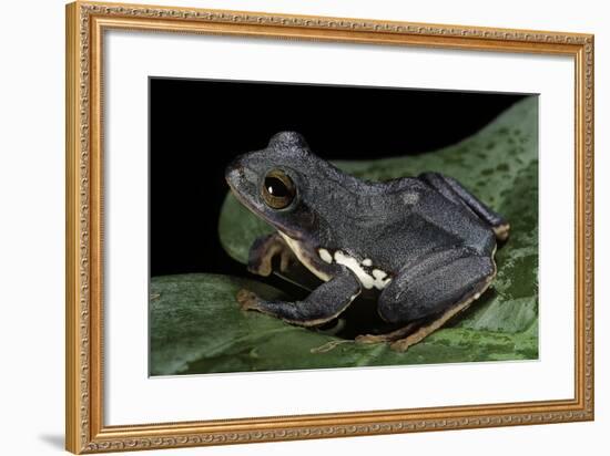 Rhacophorus Dennysi (Chinese Gliding Frog)-Paul Starosta-Framed Photographic Print