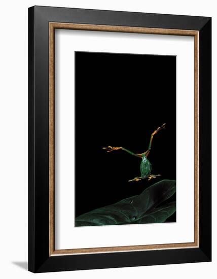 Rhacophorus Reinwardtii (Green Flying Frog) - Flying-Paul Starosta-Framed Photographic Print